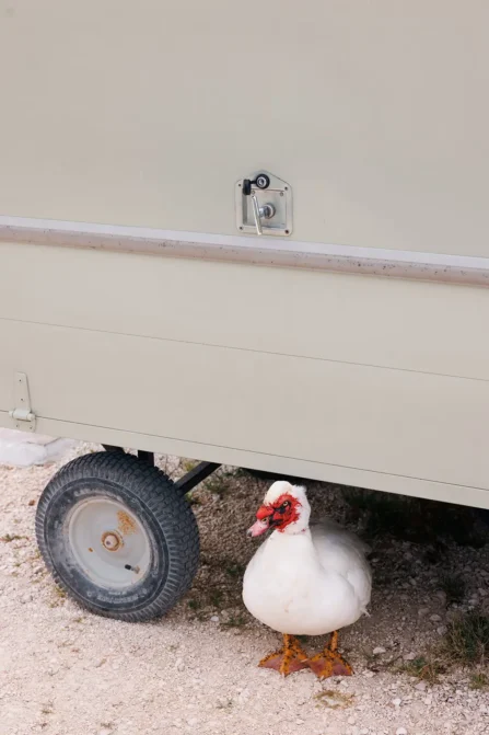 White duck standing beside a cart wheel at Masseria Torre Maizza, a luxury countryside resort in southern Italy.