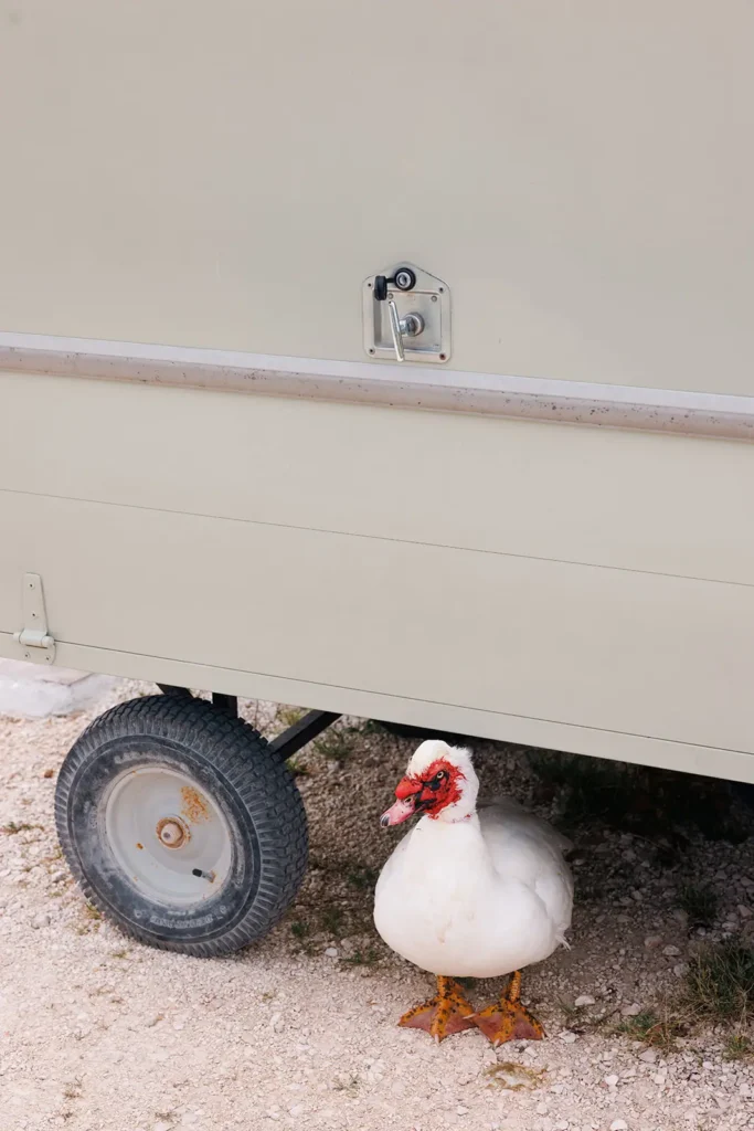 White duck standing beside a cart wheel at Masseria Torre Maizza, a luxury countryside resort in southern Italy.